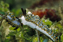 Nudibranch (Cuthona sp) pair, 50 feet deep, Papua New Guinea