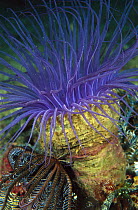 Tube-dwelling Anemone (Cerianthus sp) with tentacles extended to feed, Papua New Guinea