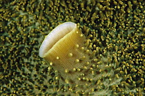 Giant Cup Mushroom Coral (Amplexidiscus fenestrafer) detail, Papua New Guinea