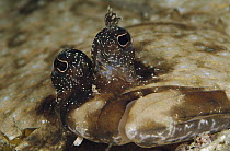 Ocellated Flounder (Pseudorhombus dupliciocellatus) showing eyes and mouth, Papua New Guinea