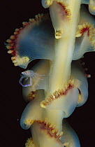 Porcelain Crab (Porcellanidae) on Sea Pen (Scytalium sarsii), Papua New Guinea