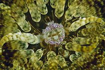 Sea Anemone (Phymanthus muscosus) mouth detail, Papua New Guinea