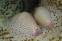 Little Egg Cowry (Calpurnus verrucosus) pair feeding on leather coral, Papua New Guinea