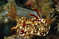Nudibranch (Chromodoris sp) pair mating, Papua New Guinea