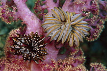 Feather Star pair on soft coral, Papua New Guinea