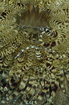 Sea Anemone tentacles, Papua New Guinea