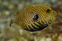 Starry Pufferfish (Arothron stellatus) juvenile, Papua New Guinea