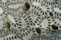 Encrusting sponge detail, Papua New Guinea