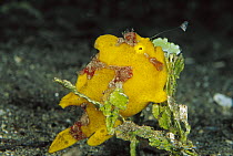 Painted Frogfish (Antennarius pictus) with lure extended, Papua New Guinea