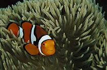 Blackfinned Clownfish (Amphiprion percula) in anemone host, Papua New Guinea
