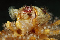 Hermit Crab (Dardanus sp) with anemone covered shell, Papua New Guinea