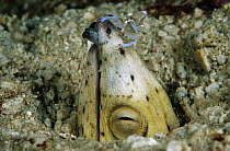 Snake Eel (Callechelys sp) with cleaner shrimp on nose, Papua New Guinea