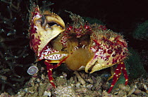 Box Crab (Calappa sp) female with eggs, Papua New Guinea