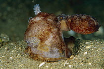 Octopus (Octopus sp) female surrounding egg clutch, Papua New Guinea
