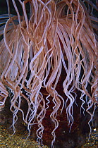 Tube-dwelling Anemone, detail of tentacles, Indonesia