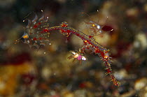 Harlequin Ghost Pipefish (Solenostomus paradoxus) juvenile male, 50 feet deep, Indonesia