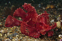 Popeyed Scorpionfish (Rhinopias frondosa) 50 feet deep, Indonesia