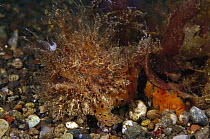 Shaggy Angler (Antennarius sp.) female on left and her mate the smaller orange male, 40 feet deep, Indonesia