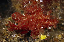 Popeyed Scorpionfish (Rhinopias frondosa) juvenile, 50 feet deep, Indonesia