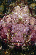 Devil Scorpionfish (Scorpaenopsis diabolus) portrait, 50 feet deep, Indonesia