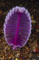 Sea Pen (Virgularia sp) 80 feet deep, Indonesia