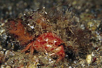 Hairy Sponge Crab (Dromidia antillensis) 60 feet deep, Indonesia