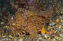 Shaggy Angler (Antennarius sp.) female on left and her mate the smaller orange male, 40 feet deep, Indonesia