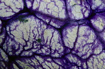 Ink-spot Ascidian (Polycarpa aurata) detail, 40 feet deep, Indonesia