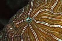 Psychedelic Frogfish (Histiophryne psychedelica) discovered in 2008, lacks the typical lure and striped pattern mimicks hard corals, Indonesia