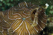 Psychedelic Frogfish (Histiophryne psychedelica) discovered in 2008, lacks the typical lure and striped pattern mimicks hard corals, Indonesia