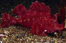 Popeyed Scorpionfish (Rhinopias frondosa) has venomous spines, Indonesia
