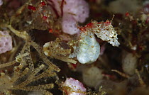 Seahorse (Hippocampus sp) holding on to support with tail, Indonesia