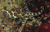 Greater Blue-ringed Octopus (Hapalochlaena lunulata) one of the world's most venomous animals, Indonesia