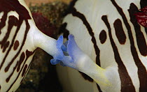 Nudibranch (Nembrotha sp) pair mating showing a detail of genitalia, Indonesia