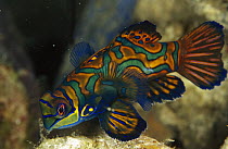 Mandarinfish (Synchiropus splendidus), Indonesia