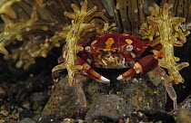 Porcelain Crab (Porcellanidae) at base of an anemone, Indonesia