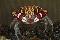 Sea Anemone Crab (Lissocarcinus laevis), Indonesia