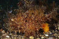 Striated Frogfish (Antennarius striatus) female with small male attached, Indonesia