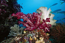Leather Coral (Sarcophyton sp) and Soft Coral (Dendronephthya sp), Indonesia