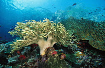 Soft Coral (Sinularia sp) growing on reef, Indonesia