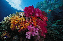 Soft Coral (Dendronephthya sp) reef scenic, Indonesia
