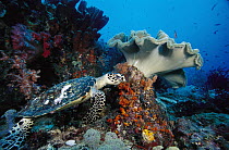 Hawksbill Sea Turtle (Eretmochelys imbricata) and Leather Coral (Sarcophyton sp) on reef, Indonesia