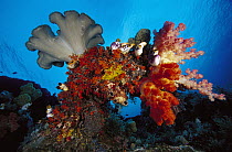 Leather Coral (Sarcophyton sp) and Soft Coral (Dendronephthya sp) on reef, Indonesia