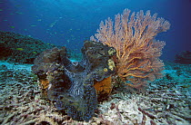 Giant Clam (Tridacna gigas) and gorgonian sea fan on ocean floor, Indonesia