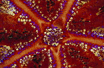 Fire Urchin (Asthenosoma varium) detail showing the colors and pattern of spines on its surface, Indonesia