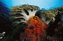 Soft Coral (Sinularia sp) moving in ocean currents, Indonesia
