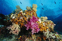 Soft Coral (Dendronephthya sp) reef scenic with mixed species, Indonesia