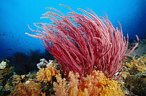 Soft Coral (Ellisella sp), Indonesia