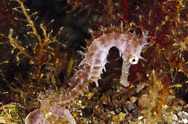 Thorny Seahorse (Hippocampus histrix), Indonesia