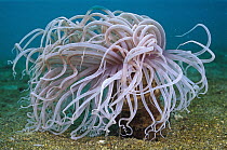 Tube-dwelling Anemone (Cerianthus sp) with tentacles moving in the ocean current, Indonesia